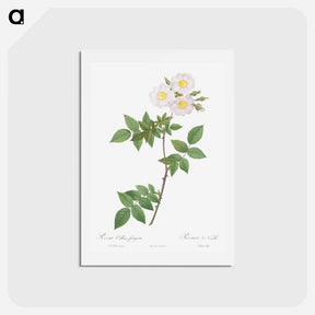 アートポストカード-Rosa x collina, Rosa Collina fastigiata - ピエール ジョゼフ ルドゥーテ Postcard.