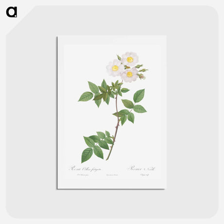 アートポストカード-Rosa x collina, Rosa Collina fastigiata - ピエール ジョゼフ ルドゥーテ Postcard.