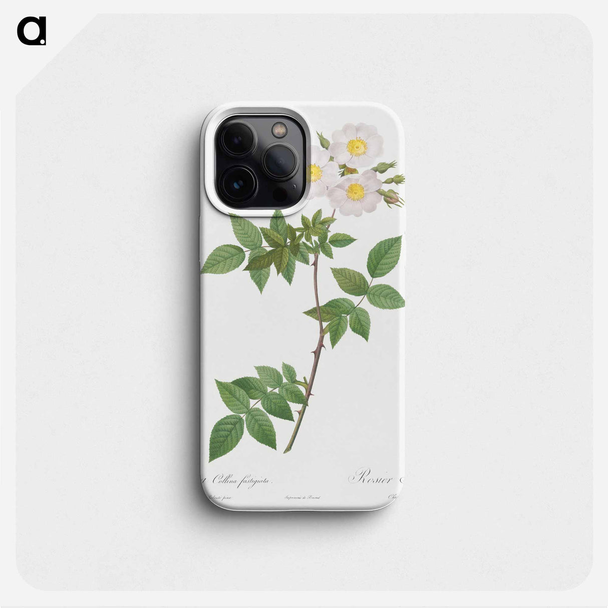 Rosa x collina, Rosa Collina fastigiata - Pierre Joseph Redouté Phone Case.