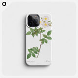 Rosa x collina, Rosa Collina fastigiata - Pierre Joseph Redouté Phone Case.