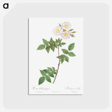 アートポストカード-Rosa x collina, Rosa Collina fastigiata - ピエール ジョゼフ ルドゥーテ Postcard.