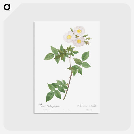 アートポストカード-Rosa x collina, Rosa Collina fastigiata - ピエール ジョゼフ ルドゥーテ Postcard.