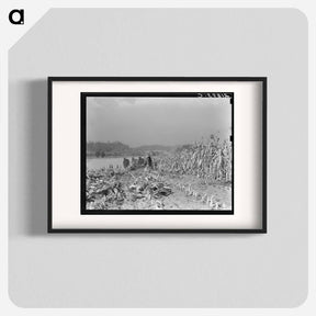 アートポスター-Cutting the corn on the Miller farm near West Carlton, Yamhill County, Oregon - ドロテア ラング Poster.