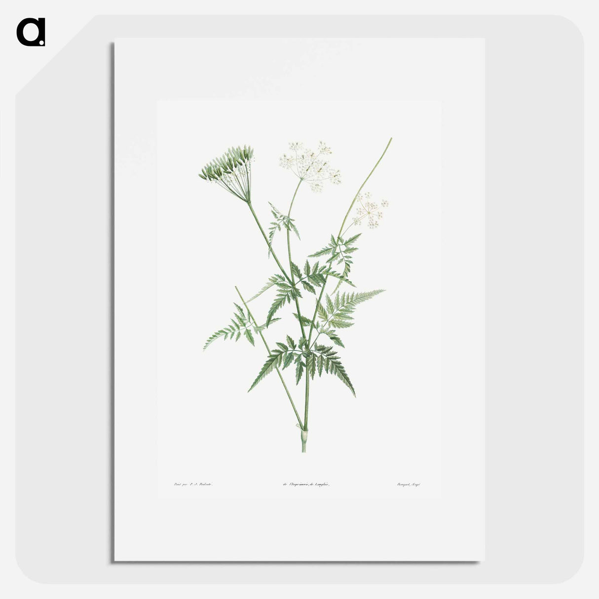Anjou Rose - Pierre Joseph Redouté Poster.