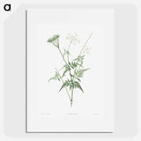 Anjou Rose - Pierre Joseph Redouté Poster.
