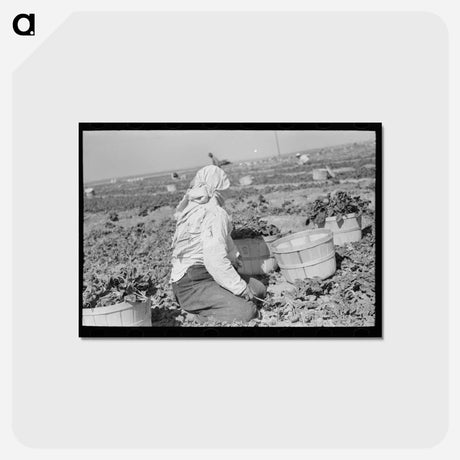 アートポストカード-Loading Spinach, La Pryor
 - ラッセル リー Postcard.