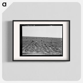 アートポスター-Untitled photo, possibly related to: Pea pickers near Calipatria, California - ドロテア ラング Poster.