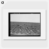 Untitled photo, possibly related to: Pea pickers near Calipatria, California - ドロテア ラング Poster.