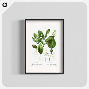 アートポスター-Kaffir lime, Citrus histrix 2. Orange blossom - ピエール ジョゼフ ルドゥーテ Poster.