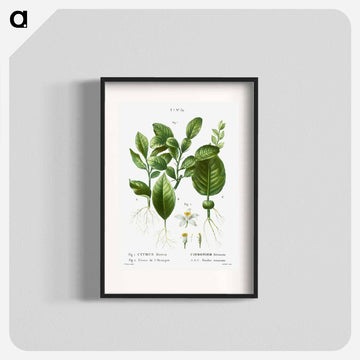 Kaffir lime, Citrus histrix 2. Orange blossom - ピエール ジョゼフ ルドゥーテ Poster.