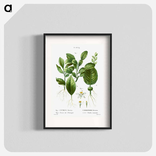 Kaffir lime, Citrus histrix 2. Orange blossom - ピエール ジョゼフ ルドゥーテ Poster.