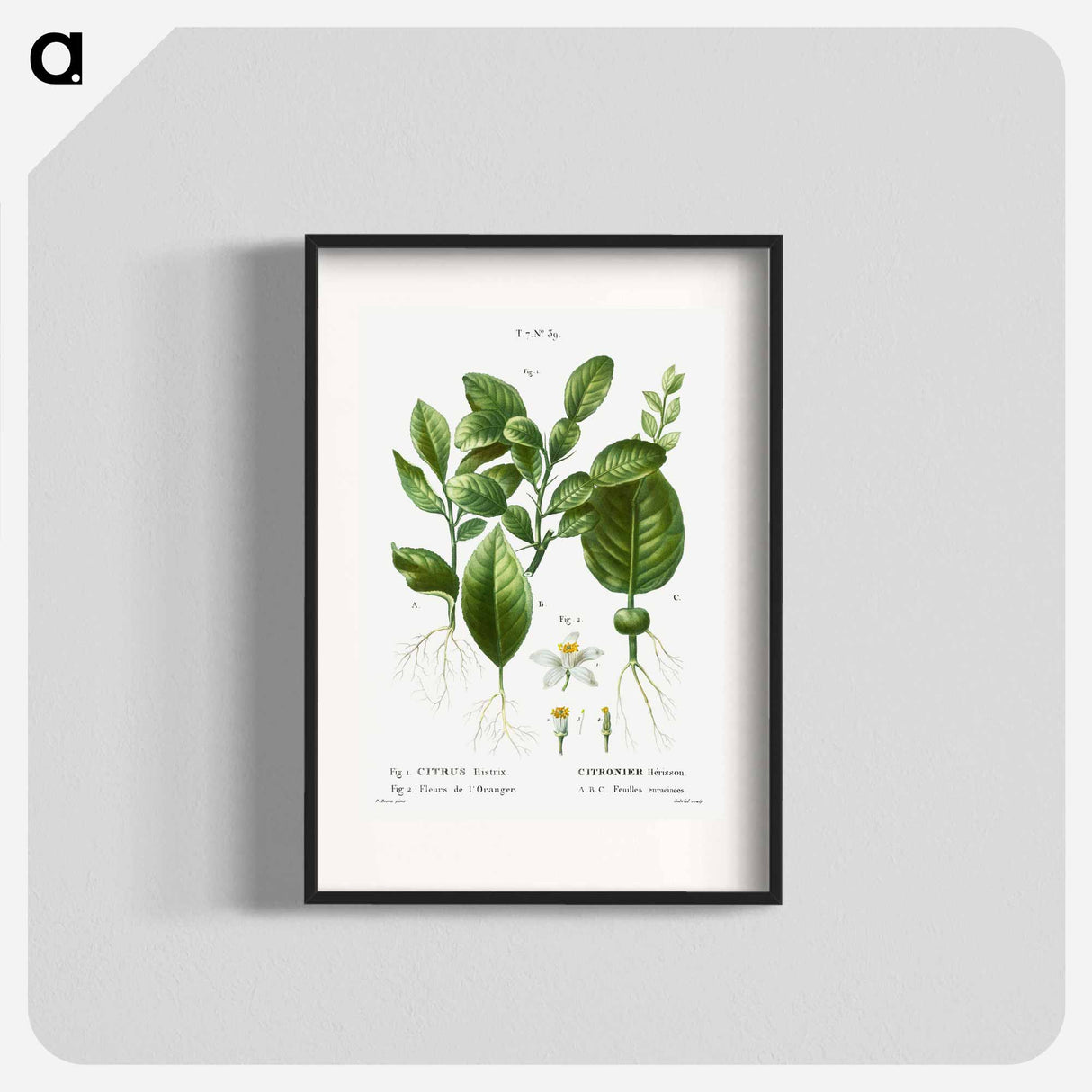 Kaffir lime, Citrus histrix 2. Orange blossom - Pierre Joseph Redouté Poster.