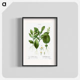 Kaffir lime, Citrus histrix 2. Orange blossom - Pierre Joseph Redouté Poster.
