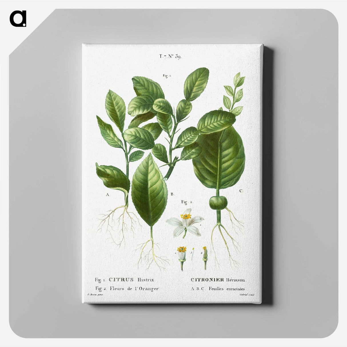 アートパネル-Kaffir lime, Citrus histrix 2. Orange blossom - ピエール ジョゼフ ルドゥーテ Canvas.