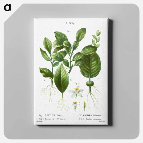 アートパネル-Kaffir lime, Citrus histrix 2. Orange blossom - ピエール ジョゼフ ルドゥーテ Canvas.