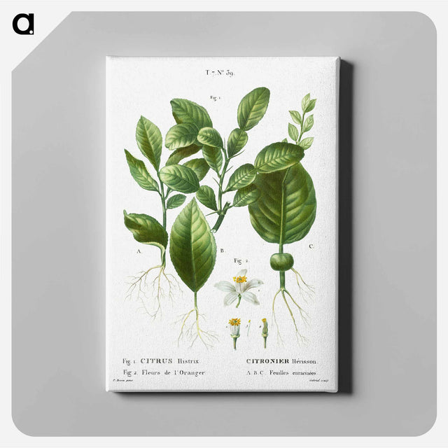 アートパネル-Kaffir lime, Citrus histrix 2. Orange blossom - ピエール ジョゼフ ルドゥーテ Canvas.