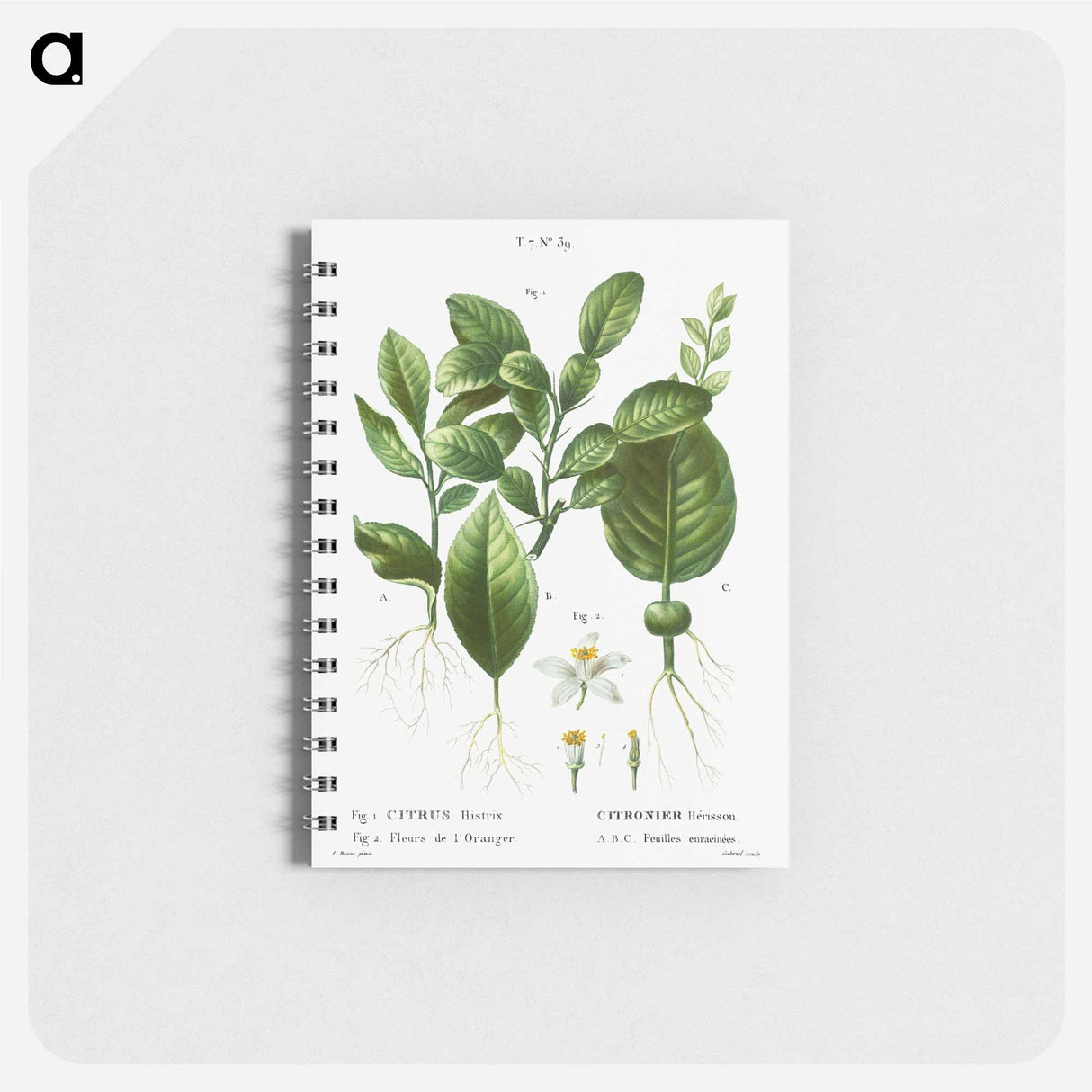 アートメモ帳-Kaffir lime, Citrus histrix 2. Orange blossom - ピエール ジョゼフ ルドゥーテ Memo.
