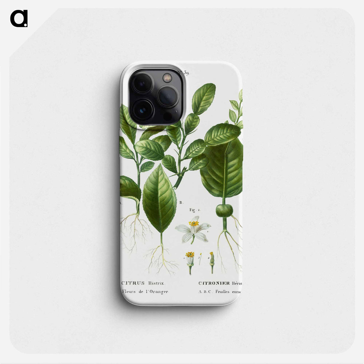 Kaffir lime, Citrus histrix 2. Orange blossom - Pierre Joseph Redouté Phone Case.