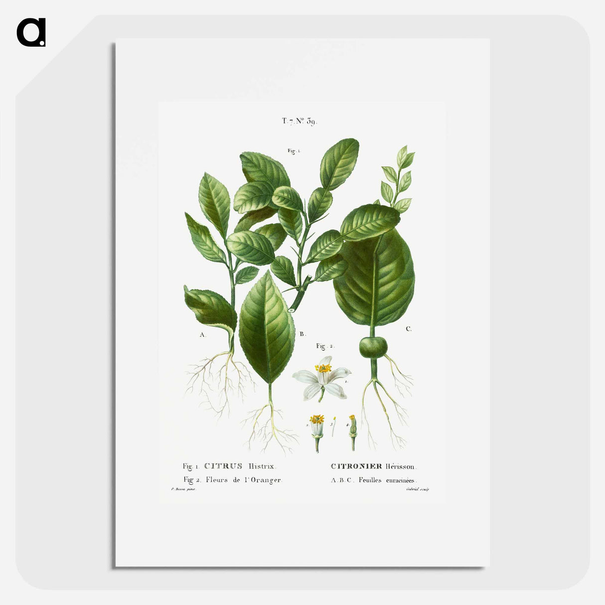 Kaffir lime, Citrus histrix 2. Orange blossom - Pierre Joseph Redouté Poster.