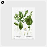 アートポストカード-Kaffir lime, Citrus histrix 2. Orange blossom - ピエール ジョゼフ ルドゥーテ Postcard.