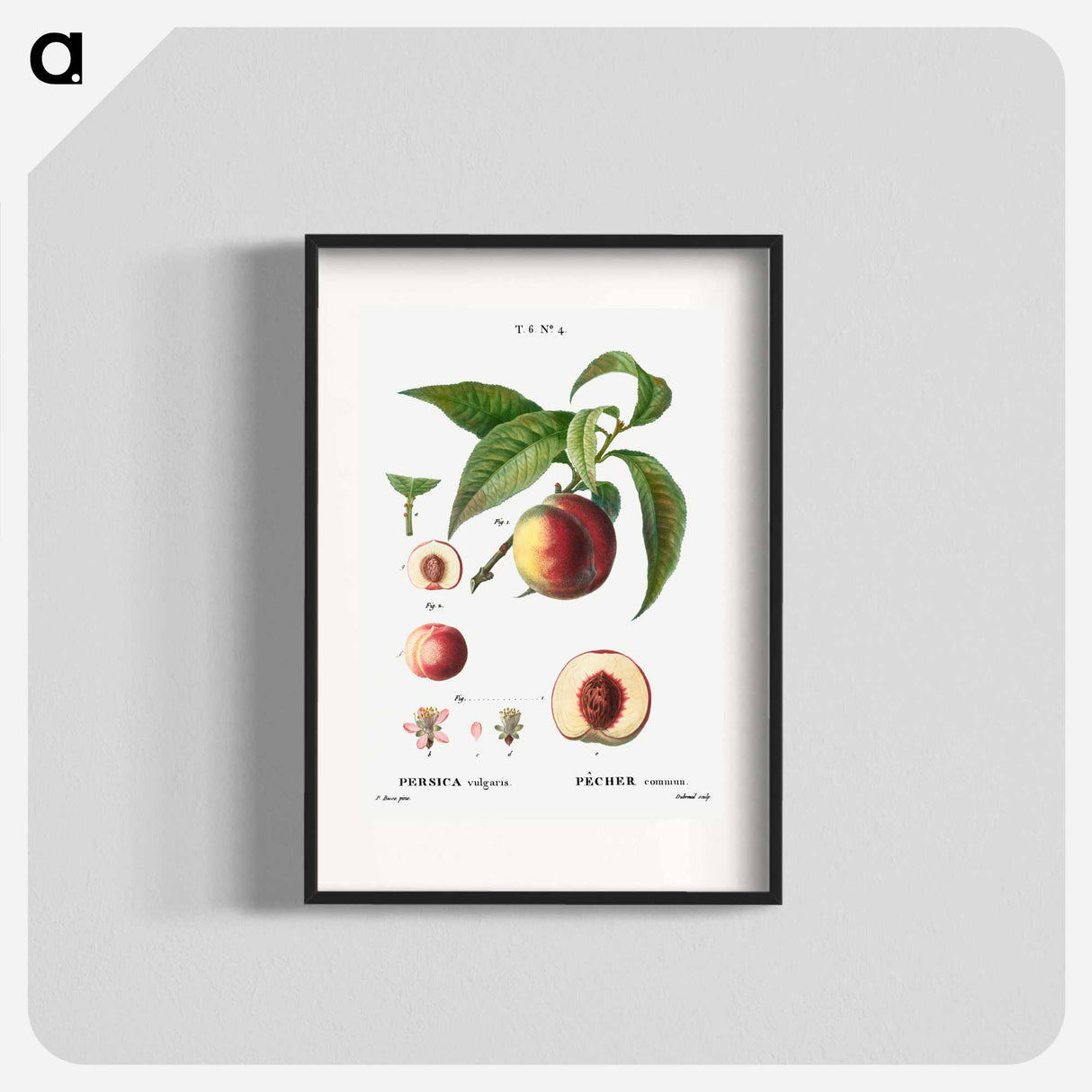 Peaches - Pierre Joseph Redouté Poster.