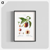 Peaches - Pierre Joseph Redouté Poster.