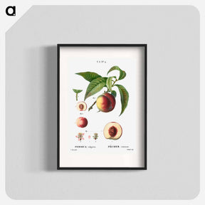 アートポスター-Peaches - ピエール ジョゼフ ルドゥーテ Poster.