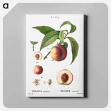 アートパネル-Peaches - ピエール ジョゼフ ルドゥーテ Canvas.