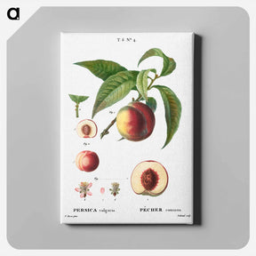 アートパネル-Peaches - ピエール ジョゼフ ルドゥーテ Canvas.
