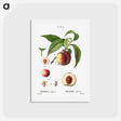 アートポストカード-Peaches - ピエール ジョゼフ ルドゥーテ Postcard.