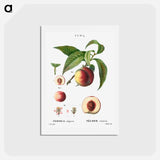 アートポストカード-Peaches - ピエール ジョゼフ ルドゥーテ Postcard.