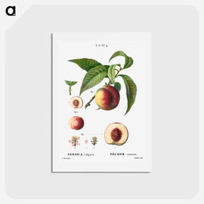 アートポストカード-Peaches - ピエール ジョゼフ ルドゥーテ Postcard.