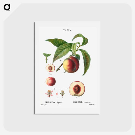 アートポストカード-Peaches - ピエール ジョゼフ ルドゥーテ Postcard.