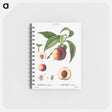 アートメモ帳-Peaches - ピエール ジョゼフ ルドゥーテ Memo.