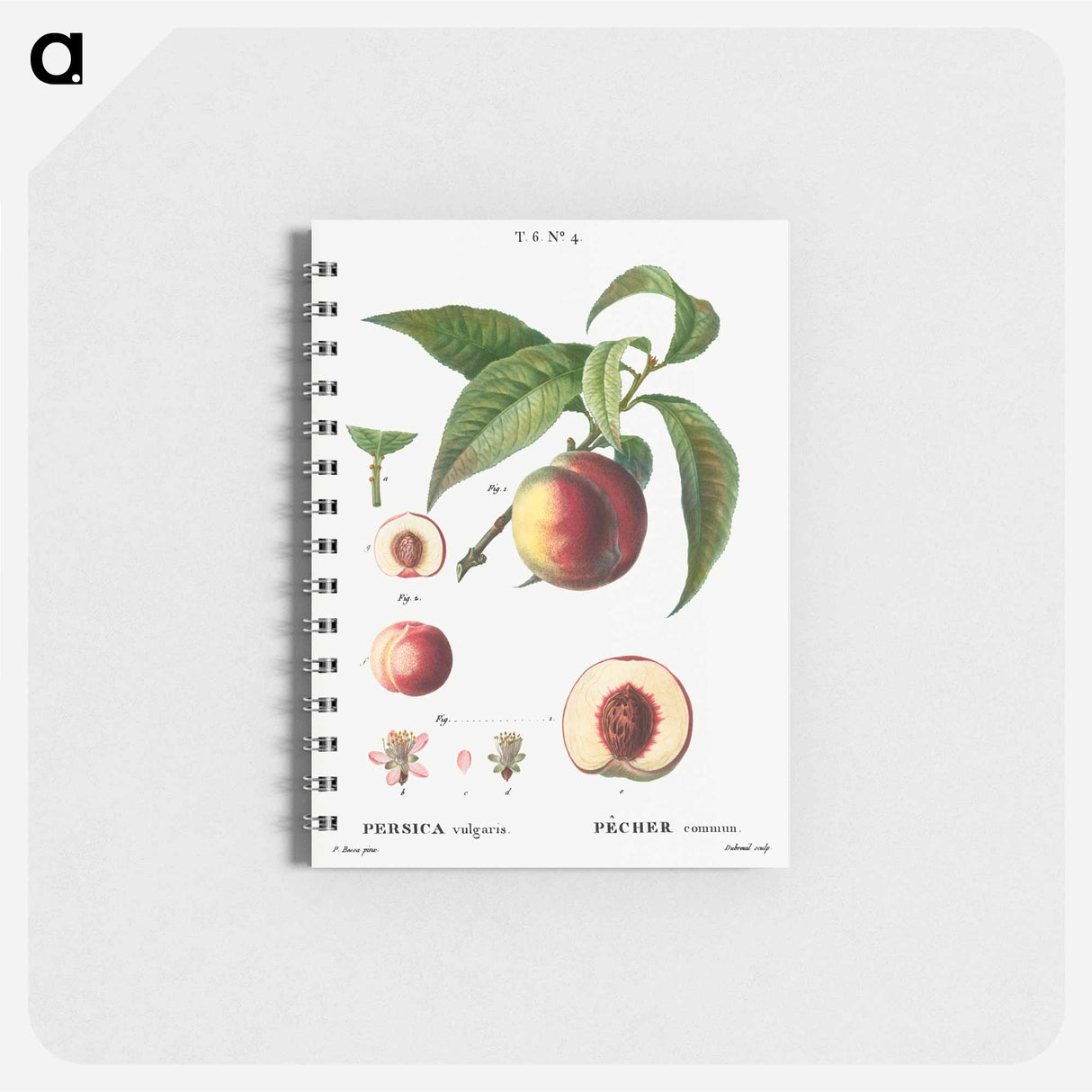 アートメモ帳-Peaches - ピエール ジョゼフ ルドゥーテ Memo.