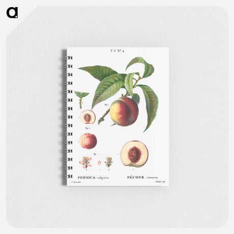 アートメモ帳-Peaches - ピエール ジョゼフ ルドゥーテ Memo.