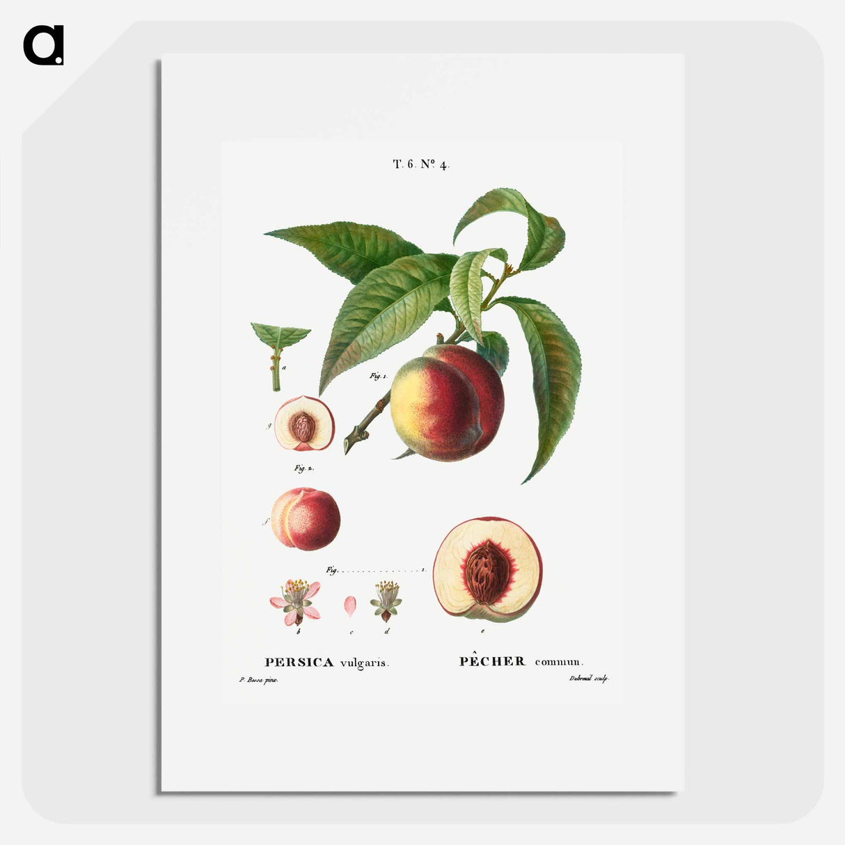 Peaches - Pierre Joseph Redouté Poster.