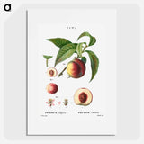 Peaches - Pierre Joseph Redouté Poster.