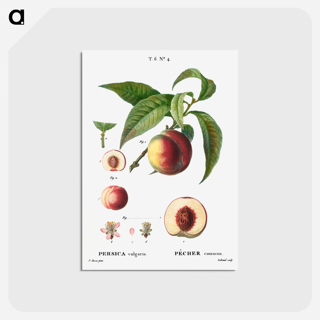 アートポストカード-Peaches - ピエール ジョゼフ ルドゥーテ Postcard.