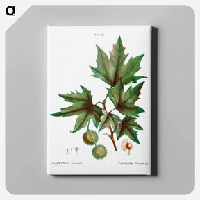 アートパネル-Platanus orientalis (Platane d'Orient) - ピエール ジョゼフ ルドゥーテ Canvas.