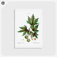 アートポストカード-Platanus orientalis (Platane d'Orient) - ピエール ジョゼフ ルドゥーテ Postcard.