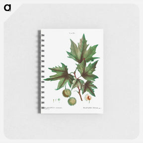アートメモ帳-Platanus orientalis (Platane d'Orient) - ピエール ジョゼフ ルドゥーテ Memo.