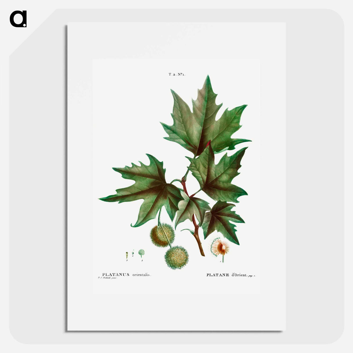 Platanus orientalis (Platane d'Orient) - Pierre Joseph Redouté Poster.
