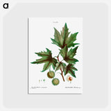アートポストカード-Platanus orientalis (Platane d'Orient) - ピエール ジョゼフ ルドゥーテ Postcard.