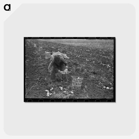 アートポストカード-Potato Worker
 - ラッセル リー Postcard.