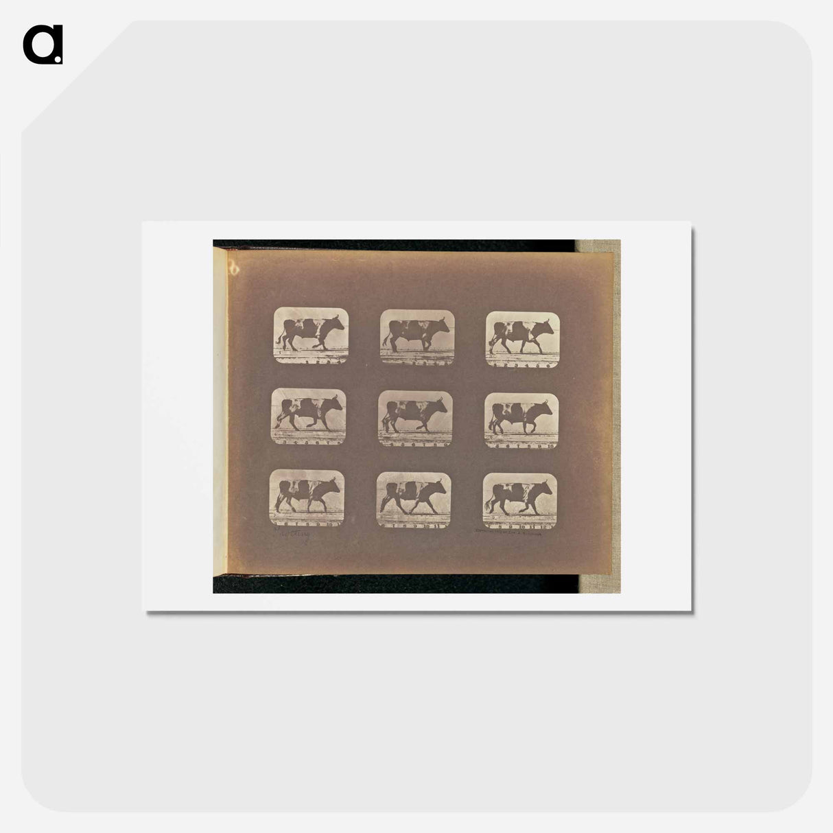 アートポストカード-Trotting
 - エドワード マイブリッジ Postcard.