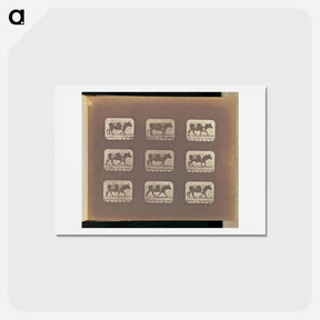 アートポストカード-Trotting
 - エドワード マイブリッジ Postcard.