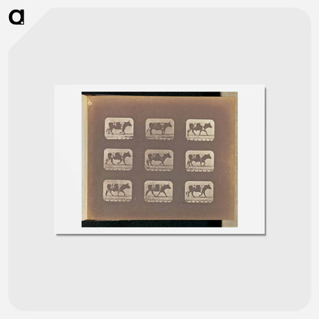 アートポストカード-Trotting
 - エドワード マイブリッジ Postcard.