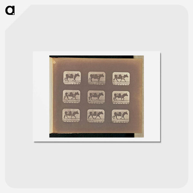 アートポストカード-Trotting
 - エドワード マイブリッジ Postcard.