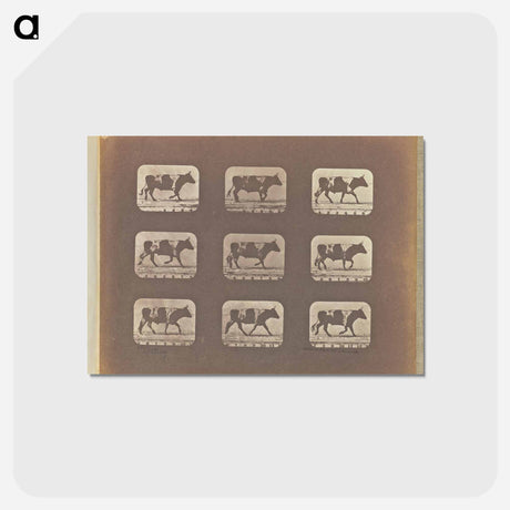 アートポストカード-Trotting
 - エドワード マイブリッジ Postcard.